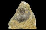 Edrioasteroid On Brachiopod Shell - Ontario #110536-1